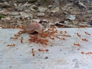 Numerous green trees ant surrounded the shell.