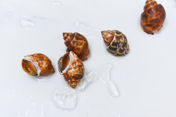 Babylonia areolata shellfish seafood on white plate ready for eat or cooked, Spotted babylon Sea...
