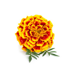 Marigold flower isolated on white background