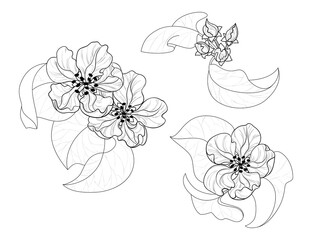 Set of flowering branches. Spring tree elements. Contour drawing of flowers and leaves of apple, sakura or almond.  Isolated white background.