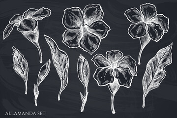Vector set of hand drawn chalk allamanda © Sad