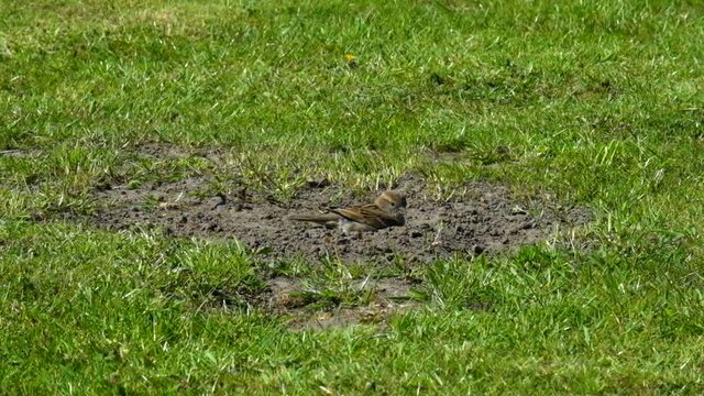Spatz, Sperling, im Sandbad