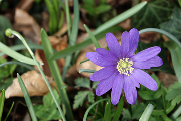 Wildflowers in springtime blauwe anemoon
