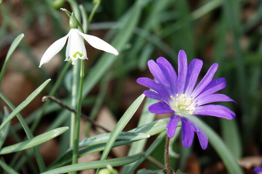 Wildflowers in springtime blauwe anemoon 