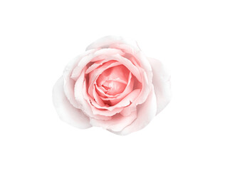Single rose flower pink petal isolated on white background , clipping path