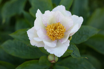 A simple white peony flower with a yellow center in the garden.