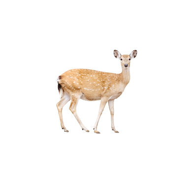 Young deer standing isolated on white background , clipping path