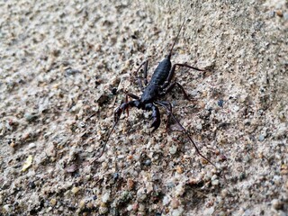 Black scorpion larvae walk on the ground.