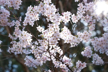 光差す桜