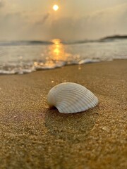 seashell on the beach..