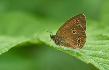 Brauner Waldvogel (Aphantopus hyperantus)