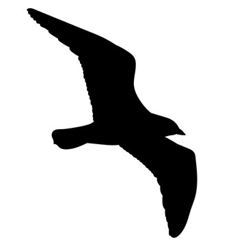isolated, black silhouette bird flying