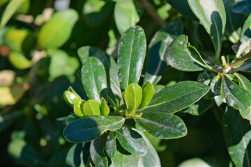 close up of leaves