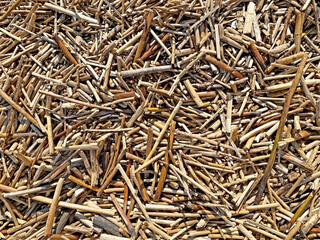 Fragments of old dry reeds. Natural background from dry sticks.