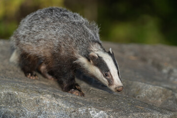 The Forest Badger (Meles Meles) in its typical drenching. The badger is a beast of the weasel family.