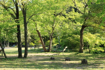 緑が鮮やかな公園の風景