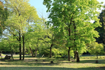 緑が鮮やかな公園の風景