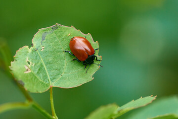 Pappelblattkäfer (Chrysomela populi) 