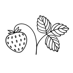 Strawberry in doodle style. Outline of plant with fruit and leaf. Fragaria. Isolated element.