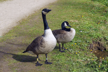 Fototapeta premium goose on the grass
