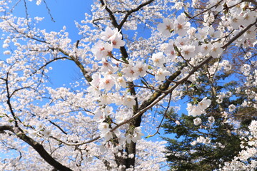 満開の桜
