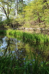 ビオトープの水面に映る新緑の木々