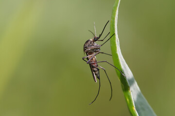 Mosquito (female) resting on the grass. Male and female mosquitoes feed on nectar and plant juices, but many species of mosquitoes can suck the blood of animals.