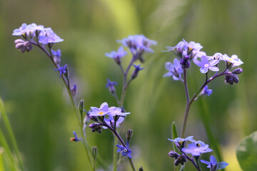 Forget-me-not forest, a low plant with small blue flowers consisting of five petals.