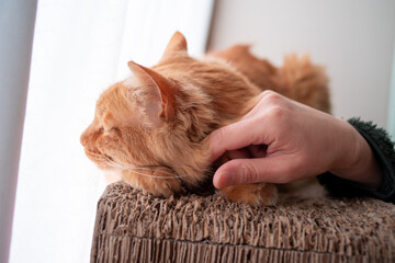 猫が好き　茶トラ猫