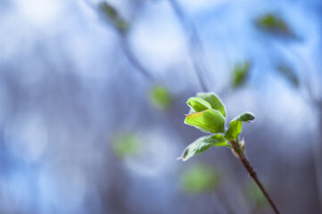 A close-up branch with green tender leaves from budding buds on a blurry background of branches and sky. Background