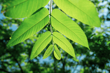 鮮やかな新緑の葉