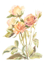 Beautiful watercolor flowers. Watercolor drawing of flowers on a white background. Isolated flowers. Watercolor roses.