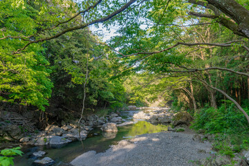 木洩れ日が入る緑の川原／入間川・吾妻峡（埼玉県飯能市）