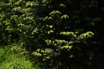 Fototapeta premium Japanese plum yew. Taxaceae evergreen conifer.