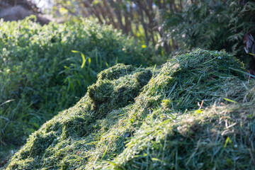 freshly cut grass in the compost garden