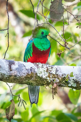Resplendent Quetzal, Pharomachrus mocinno, Savegre in Costa Rica, with green forest in background. Magnificent sacred green and red bird. Birdwatching in jungle.