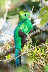 Obraz premium Resplendent Quetzal, Pharomachrus mocinno, Savegre in Costa Rica, with green forest in background. Magnificent sacred green and red bird. Birdwatching in jungle.