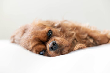Cute dog on white blanket