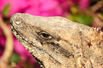 Eye close up of a Black spiny-tailed iguana, Ctenosaura similis, Riviera Maya, Mexico