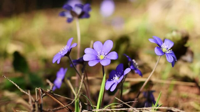 First Spring Flower in the Blurred Forest Background. Common Hepatica or Anemone Hepatica. Blue Blossom Wild Flower. Spring Time. Violet Purple Hepatica Nobilis, Liverleaf, Liverwort in Sunlight