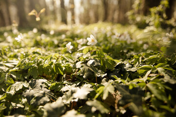 Küstenwald im Frühling mit Buschwindröschen