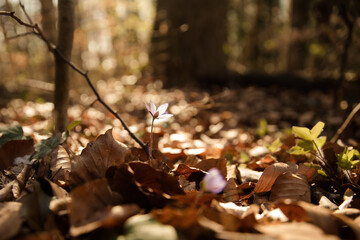 Leberblümchen im Küstenwald an der Ostsee