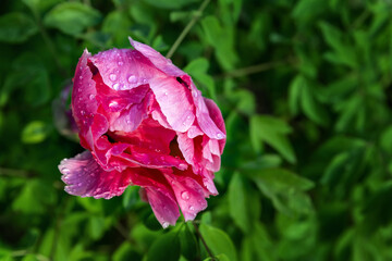 Beautiful close-up detail above view of big red pink peony rose bush wet with dew or rain drops blossoming at backyard garden on bright summer day. Yard flower decoration and landscaping design