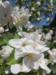 apple tree blossom
