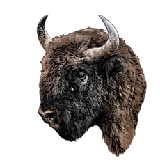 bison head in profile, sketch vector graphics color illustration on white background © Эдуард Антипов