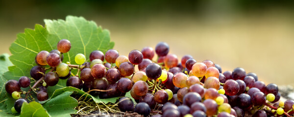 Panorama, bunch of fresh raw and organic grapevines, red vitis vinifera