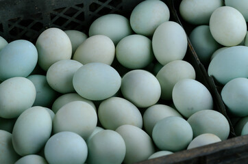 Many fresh duck eggs together