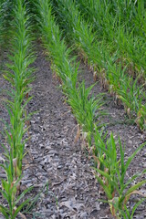 Naklejka premium Corn plants grow in rows in the field. Agricultural plants, landscape.