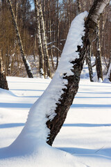 Naklejka premium Snow crawling on the tree. White snow accumulated on a birch in a winter forest during a thaw