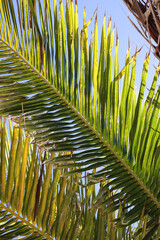 Green palm trees during blue, sunny day in Hawaii.